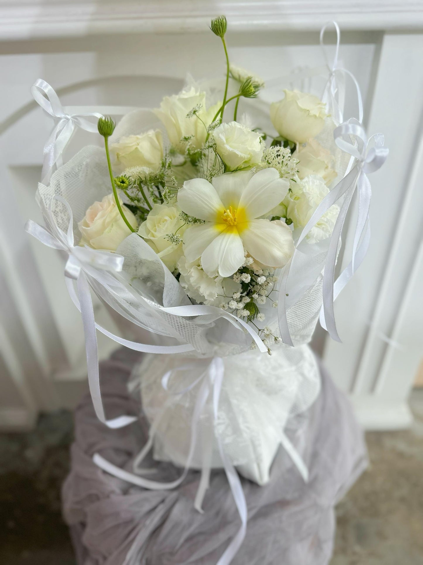 White Tulipa - 白色郁金香 KL